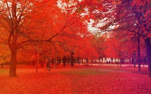 red-foliage-trees-wallpapers-fall-leaves_Fotor